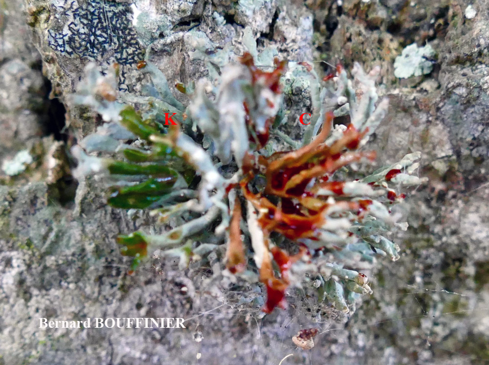 Roccella phycopsis forme corticole.